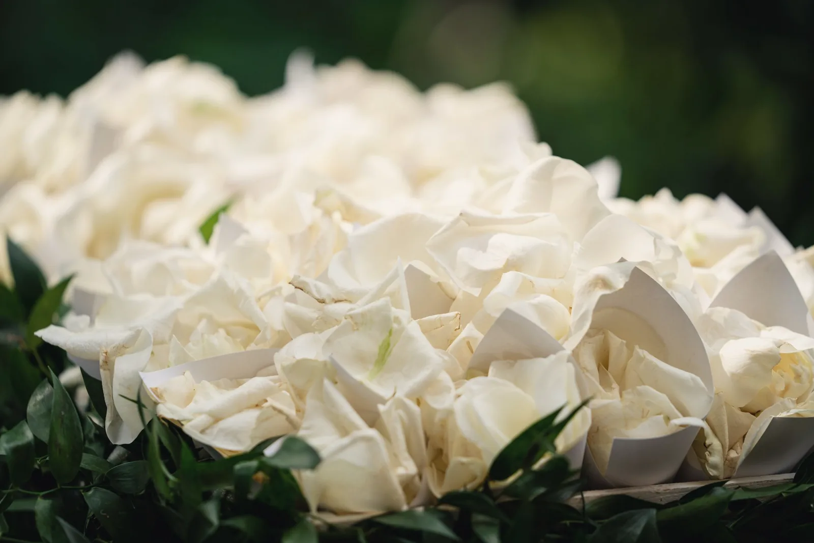 White hydrangeas in close-up against dark leaves